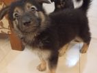 German Shepherd Long Coat Puppies