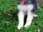 German Shepherd Long Coat