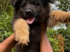 German Shepherd Long Coat Puppies