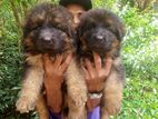 German Shepherd Long Coat Puppy