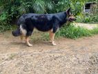 German Shepherd (Long Coat)