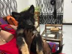 German Shepherd Long Coat