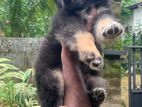 German Shepherd Long Coat