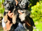 German Shepherd Long Coat Puppies