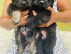 German Shepherd Long Coat Puppies