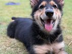 German Shepherd Long Coat Puppy
