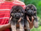 German Shepherd Long Coat Puppies