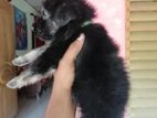 German Shepherd Long Coat Puppy