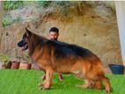 German Shepherd Long Coat