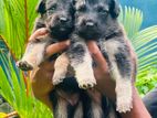 German Shepherd Long Coat