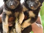 German Shepherd Long Coat Puppies