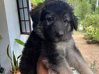 German Shepherd Long Coat Puppy