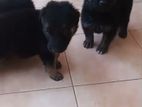 German Shepherd Long Coat