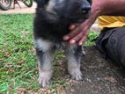German Shepherd Long Coat