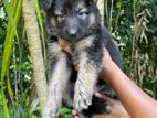 German Shepherd (long Coat)