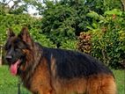 German Shepherd Long Coat for Crossing