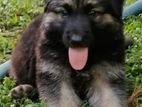 German Shepherd Long Coat Puppy