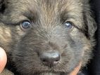 German Shepherd Puppies