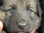German Shepherd Puppies