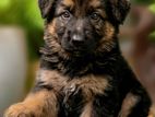 German Shepherd Long Coat Puppy