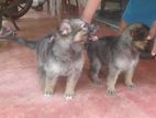 German Shepherd Long Coat (lion )
