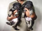 German Shepherd Long Coat Puppies