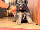 German Shepherd Long Coat Lion