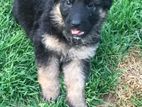 German Shepherd Long Coat Puppies