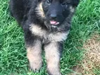 German Shepherd Long Coat Puppies