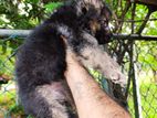 German Shepherd Long Coat Puppy