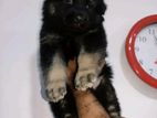 German Shepherd Puppies