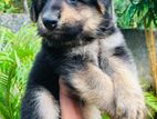 German Shepherd Long Coat Puppy