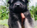 German Shepherd Long Coat Puppies