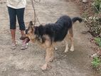 German Shepherd Long Coat Male Dog for Crossing