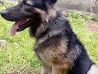 German Shepherd Male Dog for Crossing