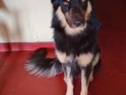 German Shepherd Long Coat Male Dog for Crossing