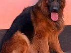 German shepherd long coat male dog for crossing