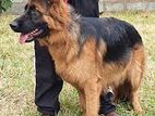 German Shepherd Long Coat Male Dog for Crossing