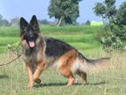 German Shepherd Long Coat Male Dogs for Crossing