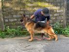 German Shepherd Long Coat Male for Crossing