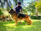 German Shepherd Long Coat Male for Crossing