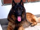 German Shepherd Long Coat Male For Crossing