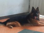 German Shepherd Long Coat Male for Crossing