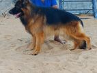 German Shepherd Long Coat Male For Crossing