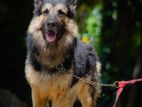 German Shepherd Long Coat Male Dog For Crossing