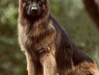 German Shepherd Long Coat Male for Crossing