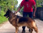 German Shepherd Long Coat Male for Crossing
