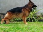 German Shepherd Long Coat Male for Stud