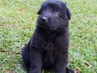 German Shepherd Long Coat Male Puppies