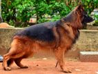 German Shepherd Long Coat Male for Crossing